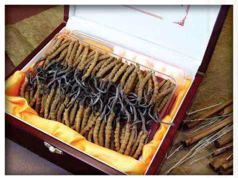 鄞州冬虫夏草回收